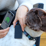 PetScanner microchip reader and app in use scanning a Spaniel
